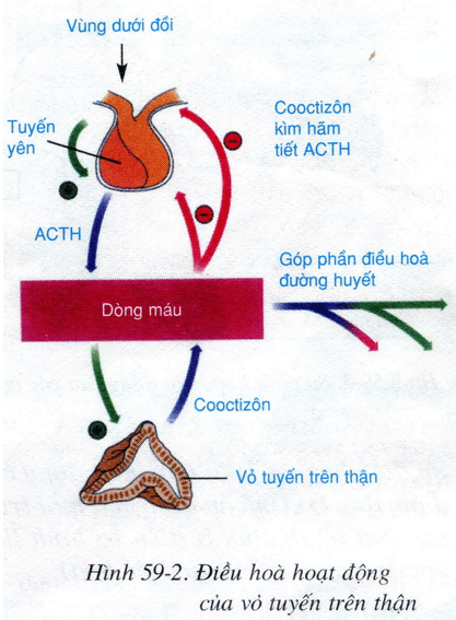 Lý thuyết Sinh học 8 Bài 59: Sự điều hòa và phối hợp hoạt động của các tuyến nội tiết hay, ngắn gọn