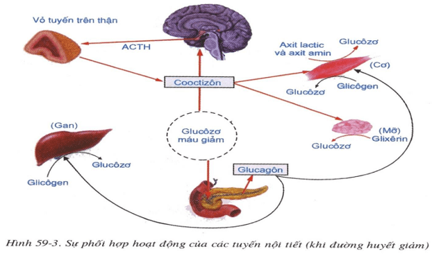 Lý thuyết Sinh học 8 Bài 59: Sự điều hòa và phối hợp hoạt động của các tuyến nội tiết hay, ngắn gọn