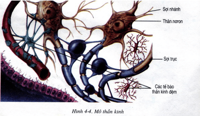 Lý thuyết Sinh học 8 Bài 6: Phản xạ hay, ngắn gọn