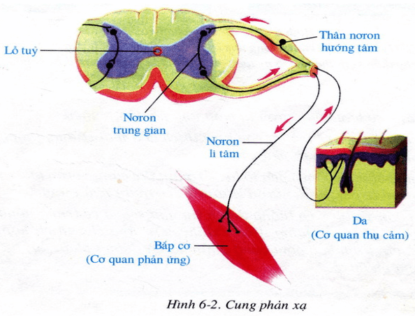 Lý thuyết Sinh học 8 Bài 6: Phản xạ hay, ngắn gọn