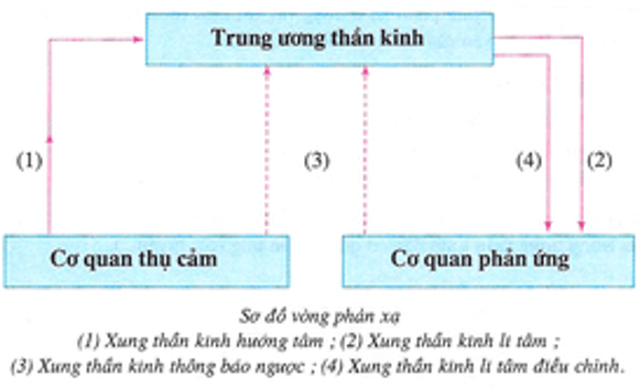 Lý thuyết Sinh học 8 Bài 6: Phản xạ hay, ngắn gọn