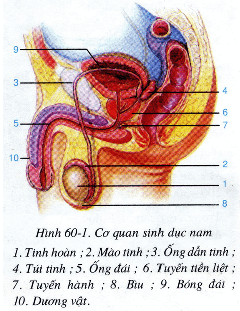 Lý thuyết Sinh học 8 Bài 60: Cơ quan sinh dục nam hay, ngắn gọn