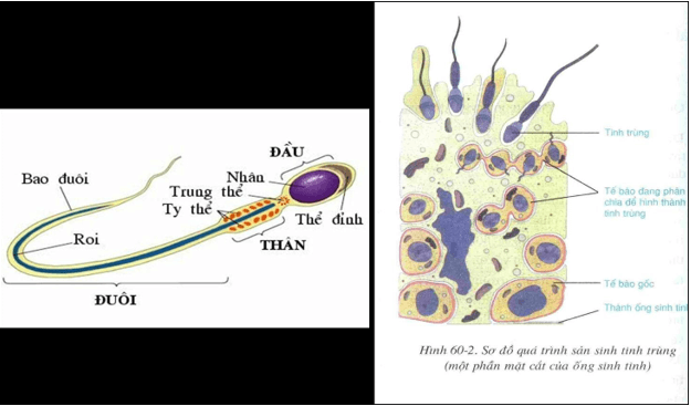 Lý thuyết Sinh học 8 Bài 60: Cơ quan sinh dục nam hay, ngắn gọn