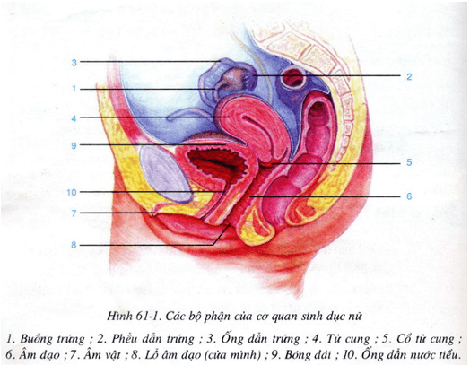 Lý thuyết Sinh học 8 Bài 61: Cơ quan sinh dục nữ hay, ngắn gọn