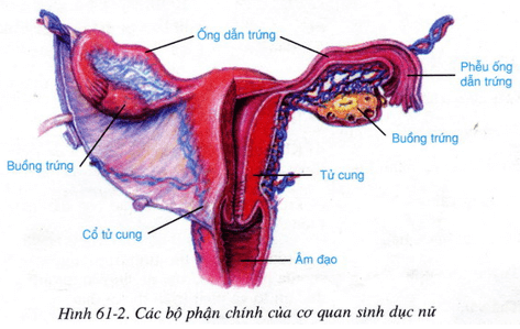 Lý thuyết Sinh học 8 Bài 61: Cơ quan sinh dục nữ hay, ngắn gọn