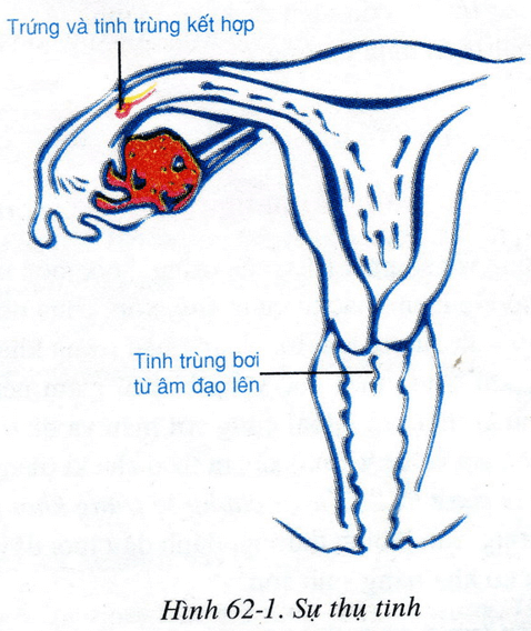 Lý thuyết Sinh học 8 Bài 62: Thụ tinh, thụ thai và phát triển của thai hay, ngắn gọn