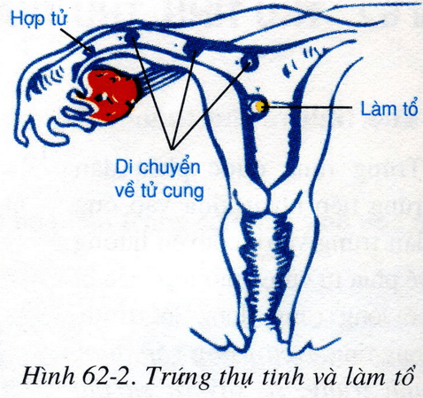 Lý thuyết Sinh học 8 Bài 62: Thụ tinh, thụ thai và phát triển của thai hay, ngắn gọn