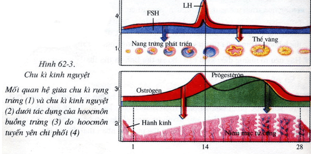 Lý thuyết Sinh học 8 Bài 62: Thụ tinh, thụ thai và phát triển của thai hay, ngắn gọn