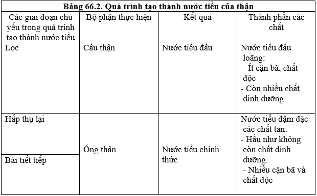 Lý thuyết Sinh học 8 Bài 66: Ôn tập - Tổng kết hay, ngắn gọn