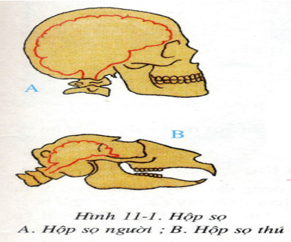 Lý thuyết Sinh học 8 Bài 7: Bộ xương hay, ngắn gọn