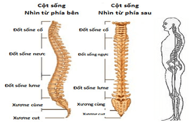 Lý thuyết Sinh học 8 Bài 7: Bộ xương hay, ngắn gọn