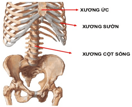 Lý thuyết Sinh học 8 Bài 7: Bộ xương hay, ngắn gọn