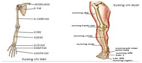 Lý thuyết Sinh học 8 Bài 7: Bộ xương hay, ngắn gọn