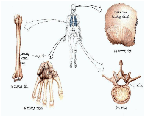 Lý thuyết Sinh học 8 Bài 7: Bộ xương hay, ngắn gọn