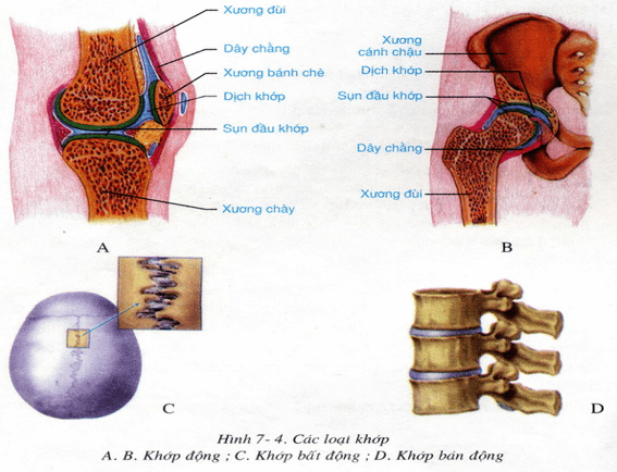 Lý thuyết Sinh học 8 Bài 7: Bộ xương hay, ngắn gọn