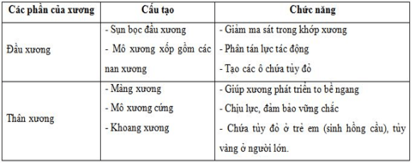 Lý thuyết Sinh học 8 Bài 8: Cấu tạo và tính chất của xương hay, ngắn gọn