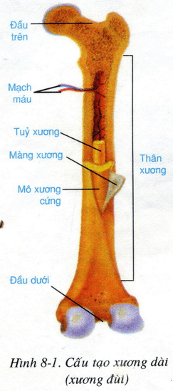 Lý thuyết Sinh học 8 Bài 8: Cấu tạo và tính chất của xương hay, ngắn gọn