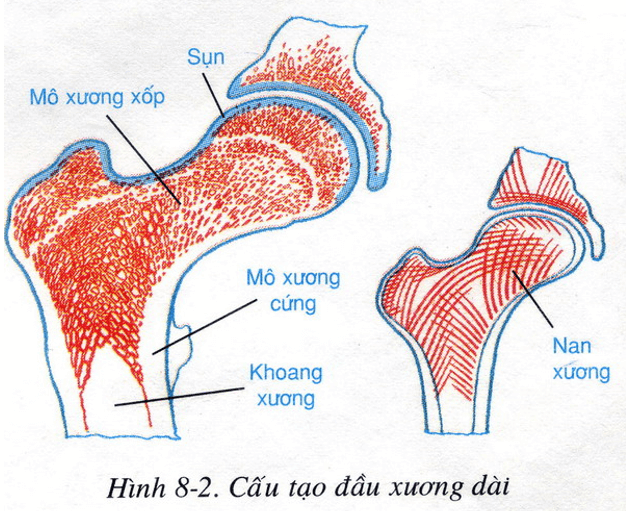 Lý thuyết Sinh học 8 Bài 8: Cấu tạo và tính chất của xương hay, ngắn gọn