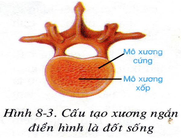 Lý thuyết Sinh học 8 Bài 8: Cấu tạo và tính chất của xương hay, ngắn gọn