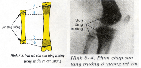 Lý thuyết Sinh học 8 Bài 8: Cấu tạo và tính chất của xương hay, ngắn gọn