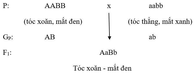 Giải bài 4 trang 19 sgk Sinh 9 | Để học tốt Sinh 9