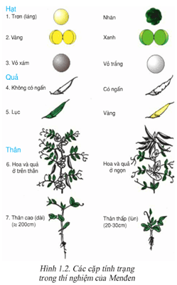 Lý thuyết Sinh học 9 Bài 1: Menđen và Di truyền học hay, chi tiết