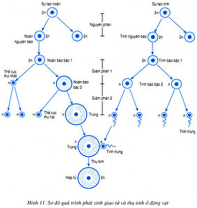 Lý thuyết Sinh học 9 Bài 11: Phát sinh giao tử và thụ tinh hay, chi tiết