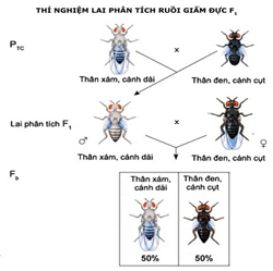 Lý thuyết Sinh học 9 Bài 13: Di truyền liên kết hay, chi tiết