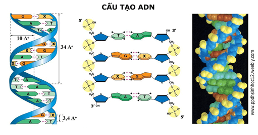 Lý thuyết Sinh học 9 Bài 15: ADN hay, chi tiết