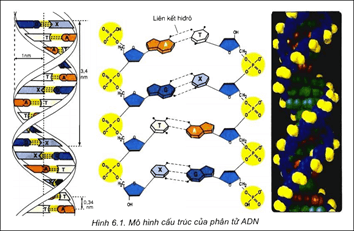 Lý thuyết Sinh học 9 Bài 15: ADN hay, chi tiết