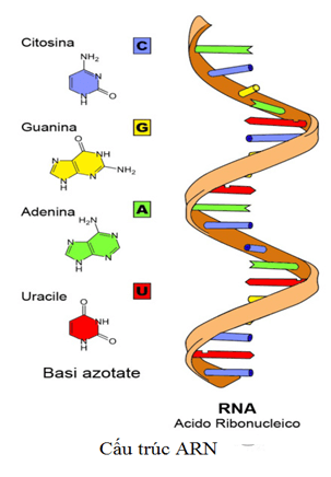 Lý thuyết Sinh học 9 Bài 17: Mối quan hệ giữa gen và ARN hay, chi tiết