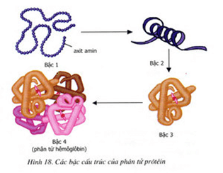 Lý thuyết Sinh học 9 Bài 18: Prôtêin hay, chi tiết