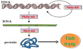 Lý thuyết Sinh học 9 Bài 19: Mối quan hệ giữa gen và tính trạng hay, chi tiết