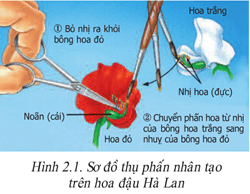 Lý thuyết Sinh học 9 Bài 2: Lai một cặp tính trạng hay, chi tiết