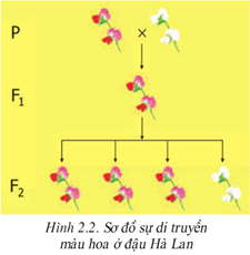 Lý thuyết Sinh học 9 Bài 2: Lai một cặp tính trạng hay, chi tiết
