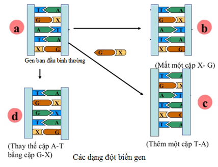 Lý thuyết Sinh học 9 Bài 21: Đột biến gen hay, chi tiết