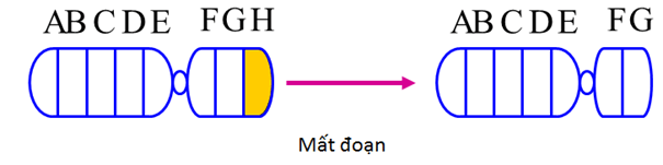 Lý thuyết Sinh học 9 Bài 22: Đột biến cấu trúc nhiễm sắc thể hay, chi tiết