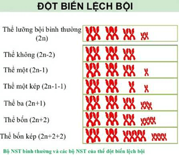 Lý thuyết Sinh học 9 Bài 23: Đột biến số lượng nhiễm sắc thể hay, chi tiết