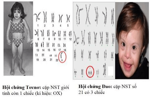 Lý thuyết Sinh học 9 Bài 23: Đột biến số lượng nhiễm sắc thể hay, chi tiết