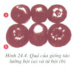 Lý thuyết Sinh học 9 Bài 24: Đột biến số lượng nhiễm sắc thể tiếp theo hay, chi tiết