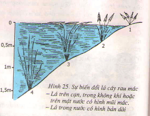 Lý thuyết Sinh học 9 Bài 25: Thường biến hay, chi tiết