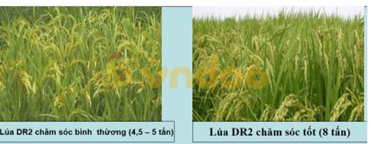 Lý thuyết Sinh học 9 Bài 25: Thường biến hay, chi tiết