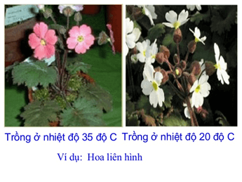 Lý thuyết Sinh học 9 Bài 25: Thường biến hay, chi tiết