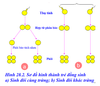 Lý thuyết Sinh học 9 Bài 28: Phương pháp nghiên cứu di truyền người hay, chi tiết