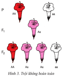 Lý thuyết Sinh học 9 Bài 3: Lai một cặp tính trạng tiếp theo hay, chi tiết