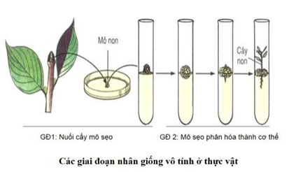 Lý thuyết Sinh học 9 Bài 31: Công nghệ tế bào hay, chi tiết