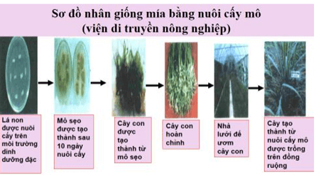 Lý thuyết Sinh học 9 Bài 31: Công nghệ tế bào hay, chi tiết