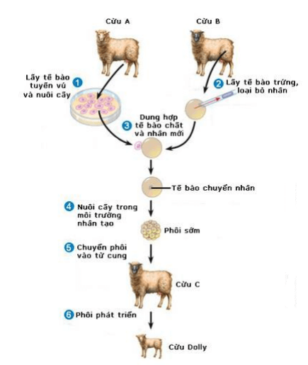 Lý thuyết Sinh học 9 Bài 31: Công nghệ tế bào hay, chi tiết