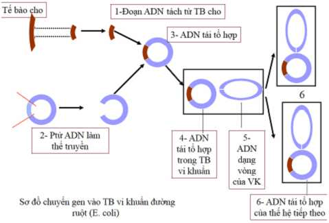 Lý thuyết Sinh học 9 Bài 32: Công nghệ gen hay, chi tiết