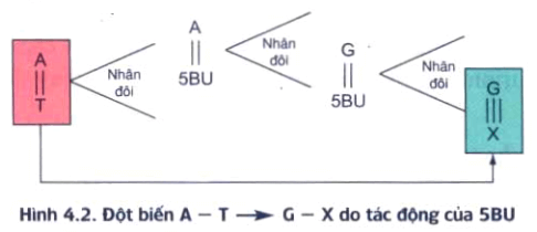 Lý thuyết Sinh học 9 Bài 33: Gây đột biến nhân tạo trong chọn giống hay, chi tiết